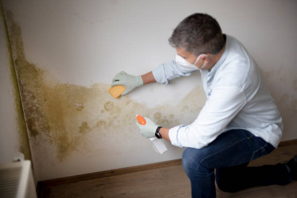 Best Emergency Mold Remediation  in Fritz Creek, AK